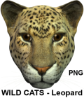 Wild Cats Leopard, PNG Clipart by Winterbrose